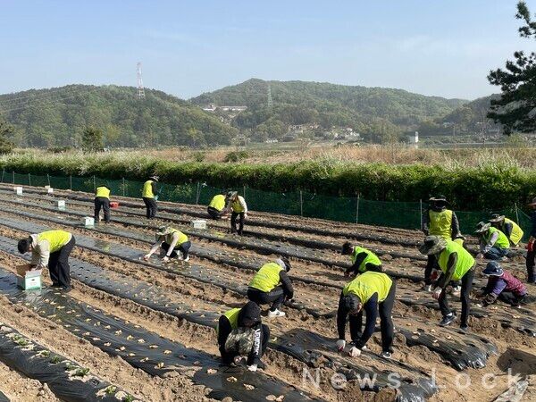 지난 21일, 경기도 여주시 소재 생강밭에서 NH저축은행 박내춘 부사장과 임직원 봉사단이 생강 심기 작업을 하고 있다. NH저축은행 제공 [뉴스락]