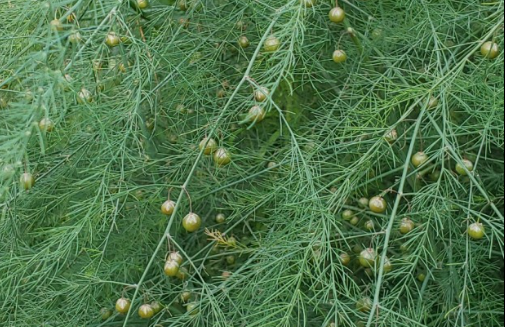 '방울비짜루' 사진=지식백과