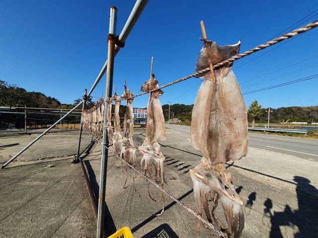 강원도 최북단인 고성군 현내면 명파리 어촌마을에서 오징어들을 햇볕에 건조하고 있다. 위 사진은 기사와 직접적 연관 없음. [사진제공=뉴시스]<br>