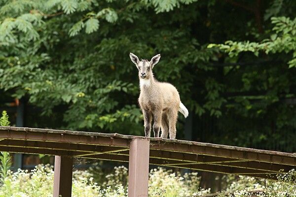 환경부가 멸종위기 야생생물&nbsp;Ⅰ급인 산양 보호를 위한 자문회의를 개최한다. 사진은 지난 2019년 6월 서울대공원 동물원 종보전연구실에서 자연번식으로 태어난 새끼 산양. [사진제공=뉴시스]