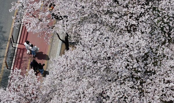 지난 4일 서울 여의도에서 시민들이 벚꽃길을 거닐고 있다. [사진제공=뉴시스]