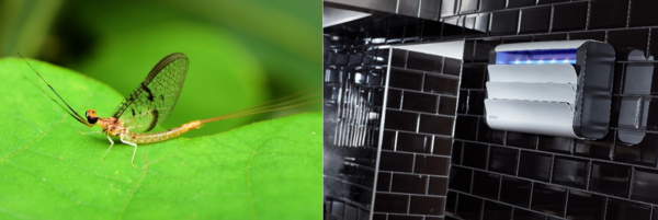 동양하루살이(왼쪽)와 룸니아 포충기 [사진출처=국립생물자원관 / 렌토킬이니셜코리]