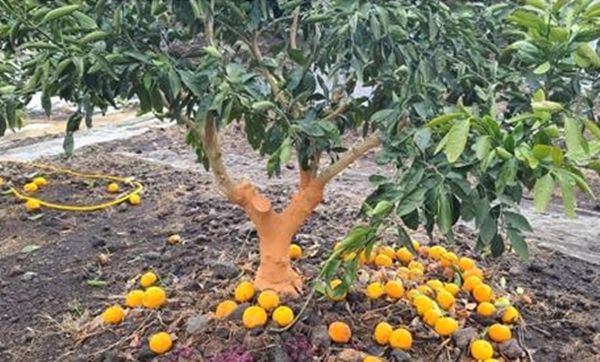 수목나무병원&nbsp;박치관 원장이 주도한 감귤나무 수지병 관리 교육 당시 모습. [사진제공=수목나무병원]&nbsp;<br>
