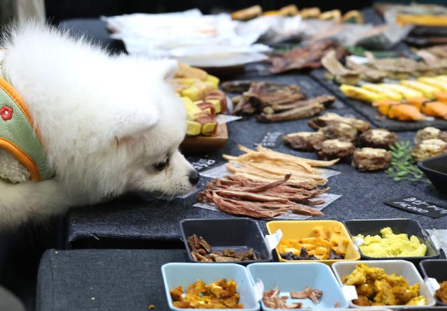 반려동물을 가족처럼 대하는 펫팸족의 성장으로 유통업계에서도 관련 사업을 확대하고 있다. 기존 식품업체들이 진출했던 사료, 간식 분야 외에도 최근에는 반려동물 전용 생활용품, 건강기능식품까지 영역이 확대되고 있는 추세다. [사진 출처=뉴시스]<br>