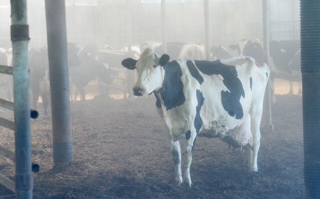 완주군의 한 축사에서 더위에 지친 소들이 안개 분무기에서 내리는 시원한 물을 맞으며 더위를 식히고 있다. [사진제공=뉴시스]