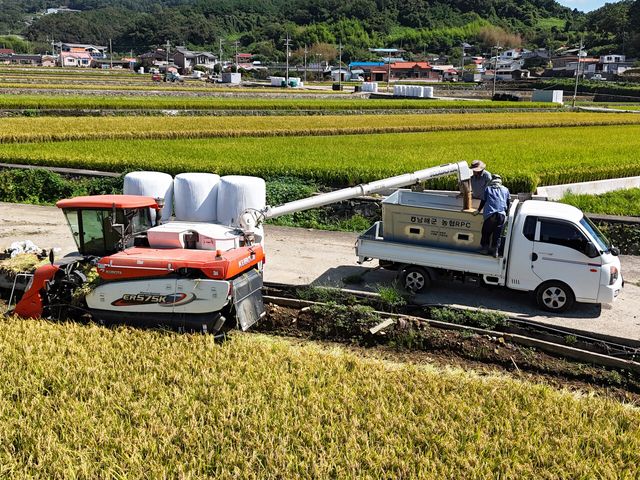 지난달 14일 경남 남해군 남면 석교마을 인근 논에서 농민들이 콤바인을 이용해 벼를 수확하고 있다. [사진제공=뉴시스]
