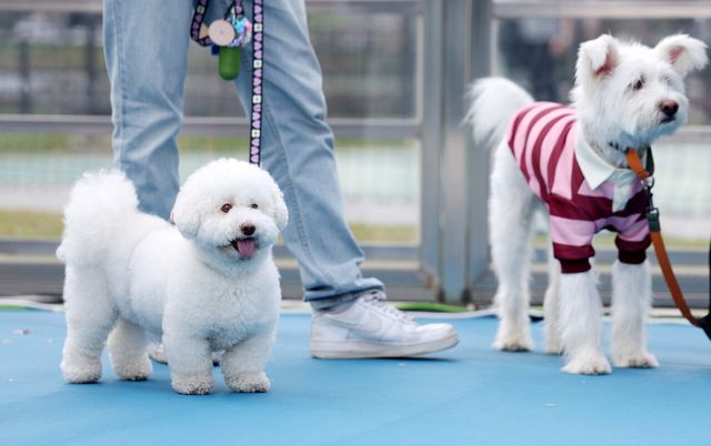 지난 25일 서울 성동구 살곶이체육공원 인라인스케이트장에서 열린 제3회 성동구 반려동물 축제 '성동에서 놀다가개'에서 반려견과 가족들이 즐거운 시간을 보내고 있다. [사진제공=뉴시스]