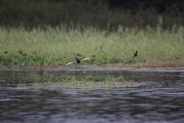 브라질 아마존 네그루 강 사진 [이미지 출처=게티이미지뱅크]