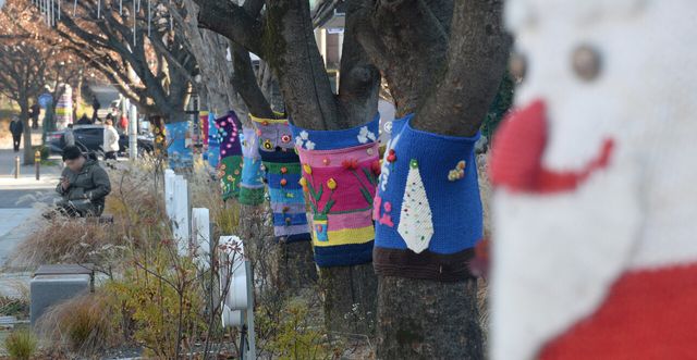 선선한 겨울 날씨가 이어지고 있는 지난 8일 전북 전주시 덕진구 백제대로 가로수에 해충 방제를 위한 트리허그(잠복소)가 입혀져 있다.