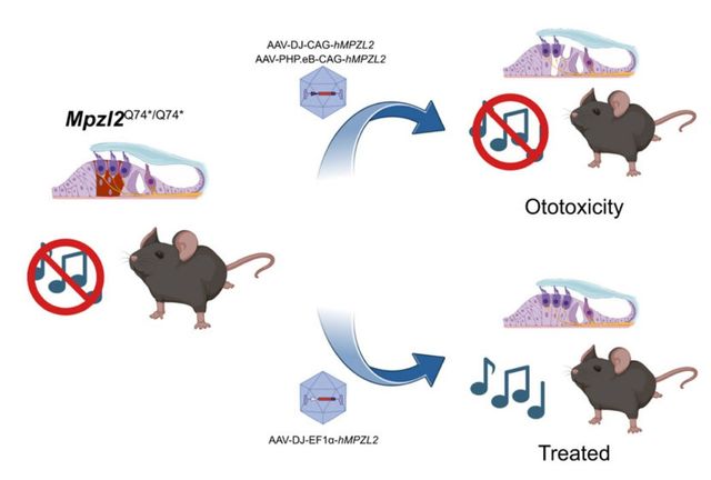 MPZL2 유전자 변이를 유발한 마우스에 유전자 치료를 시행하면 최대 40데시벨 청각 호전을 확인할 수 있었다.