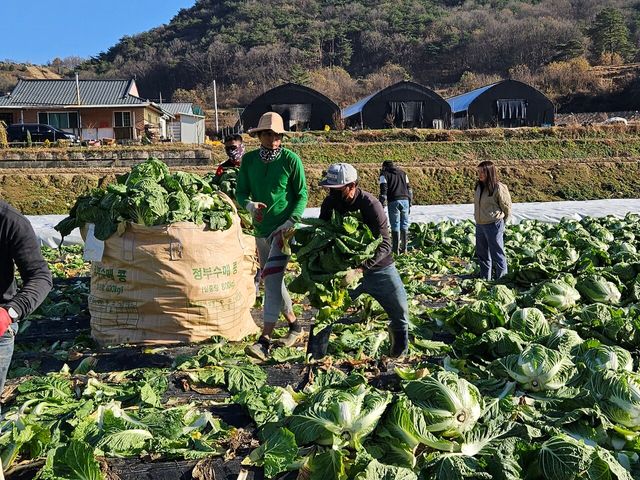 충북 괴산군은 지난해 외국인 계절근로자 493명을 농촌에 파견해 일손을 보탰다. [사진제공=뉴시스]