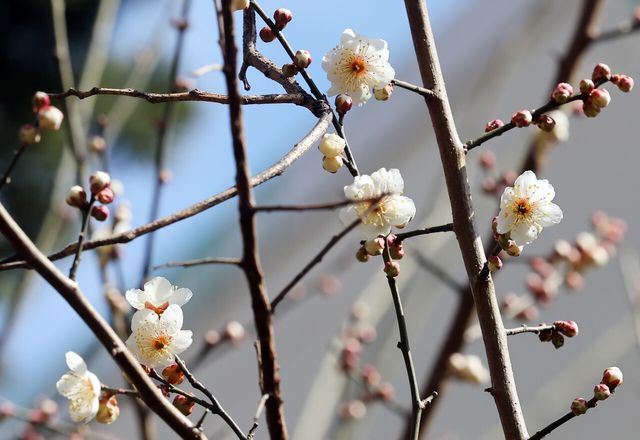 강추위가 예보된 가운데 지난 21일 부산 수영구의 한 주택가에 ‘봄의 전령’인 매화가 꽃망울을 터트리고 있다. [사진제공=뉴시스]