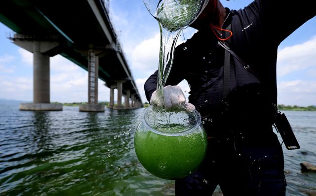 지난해 8월 20일 대구시 달성군 화원유원지에서 대구환경운동연합 관계자가 낙동강 녹조 현장을 조사하기 위해 강물을 채수하고 있다. [사진제공=뉴시스]