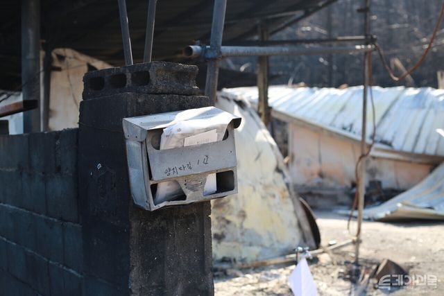 안동시 임하면 고곡리. 산불로 집이 전소된 자리에 우편함만 덩그러니 남아 그 안에 편지가 쌓여 있다.&nbsp;ⓒ투데이신문
