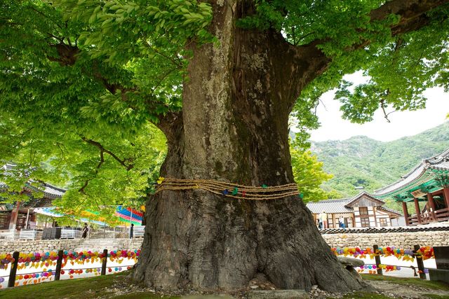 전라북도 부안군 변산반도 국립공원 내소사를 지키는 느티나무. [사진제공=게티이미지뱅크]