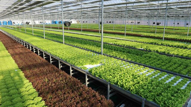 기후 위기로 인한 농작물 수급 부족에 선제적으로 대응하고자 최근 유통가는 ‘스마트팜’ 도입을 확대하고 있다. [사진=롯데마트]<br>