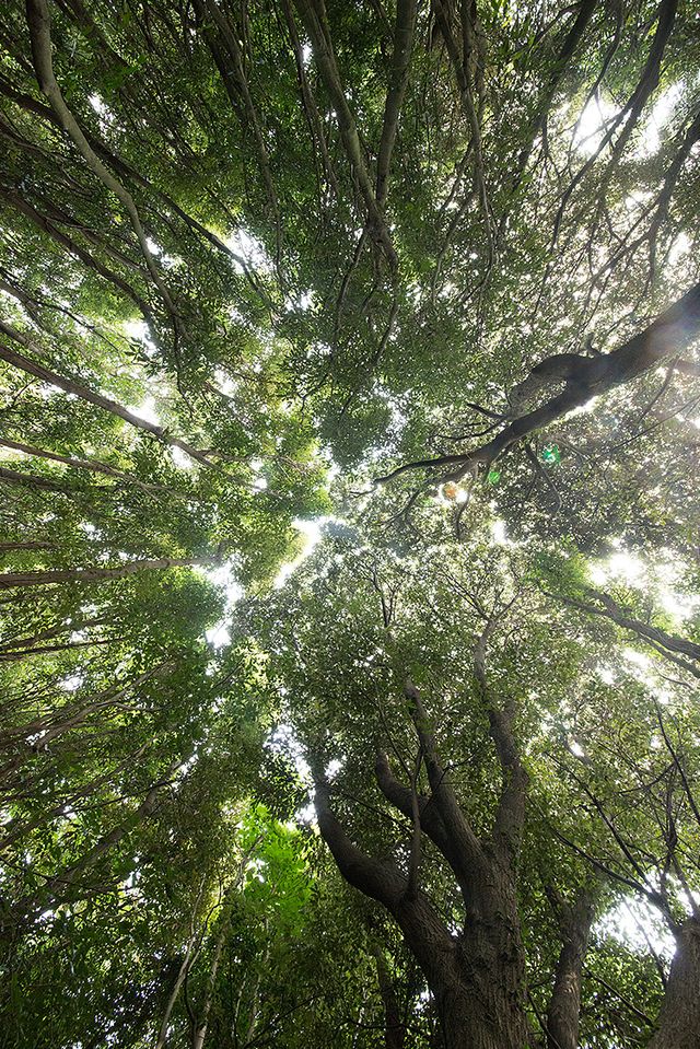 제주 곶자왈 지역에는 600종 이상의 관속식물이 자라는 것으로 알려져 있다. [사진제공=제주곶자왈도립공원]