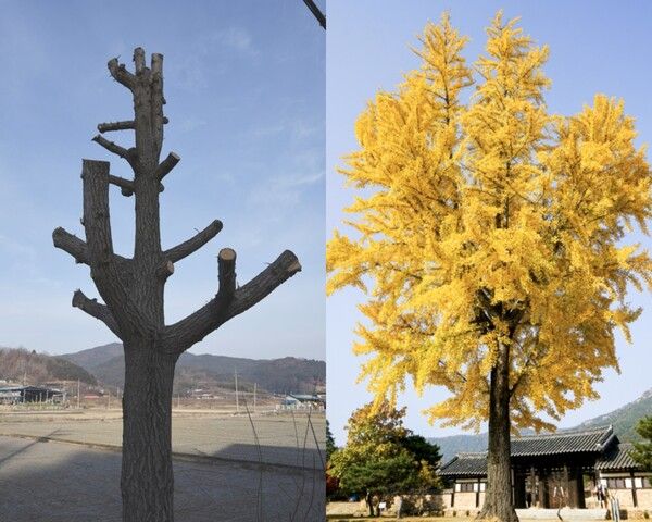 좌: 강전정을 거친 은행나무. [사진제공: 정수근] / 우: 전지 당하지 않은 은행나무. [사진제공=게티이미지]