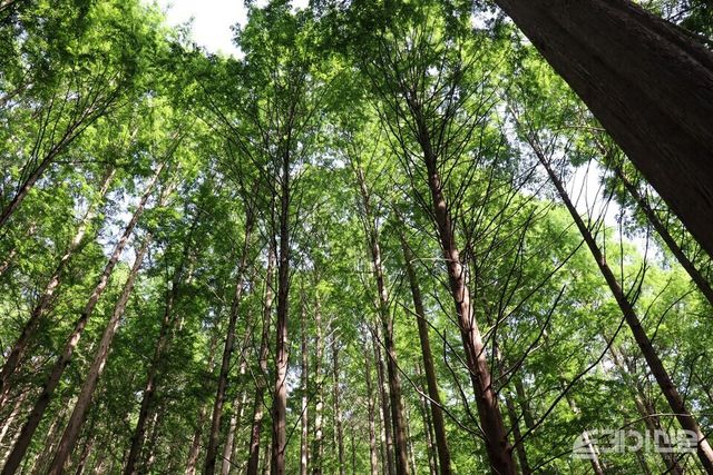 국내 최대 메타세쿼이아 숲 화인산림욕장의 나무 전경.&nbsp;ⓒ투데이신문
