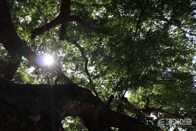 옥천 안남면에 소재한 거대한 느티나무 수호목. ⓒ투데이신문<br>