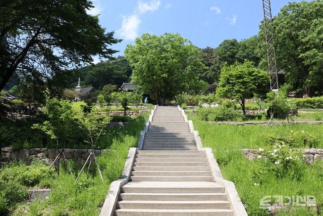 양평 용문사로 진입로에 있는 작은 은행나무. ⓒ투데이신문