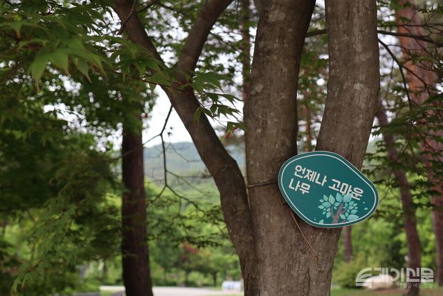 양평 용문사 입구를 지키는 단풍나무에 걸려 있는 팻말. ⓒ투데이신문