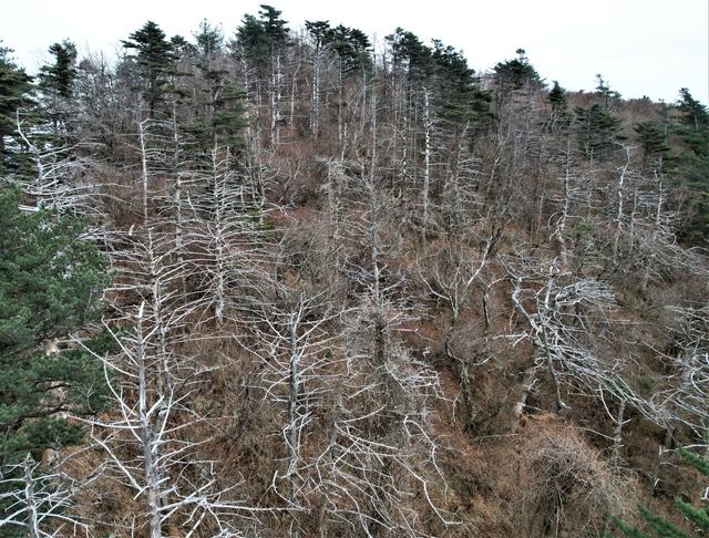 지리산 반야봉 구상나무들이 집단 고사한 모습. [사진제공=녹색연합]