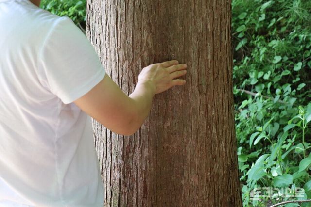 옥천 안남면 화인산림욕장에서 한 관람객이 나무를 쓰다듬고 있다. ⓒ투데이신문<br>