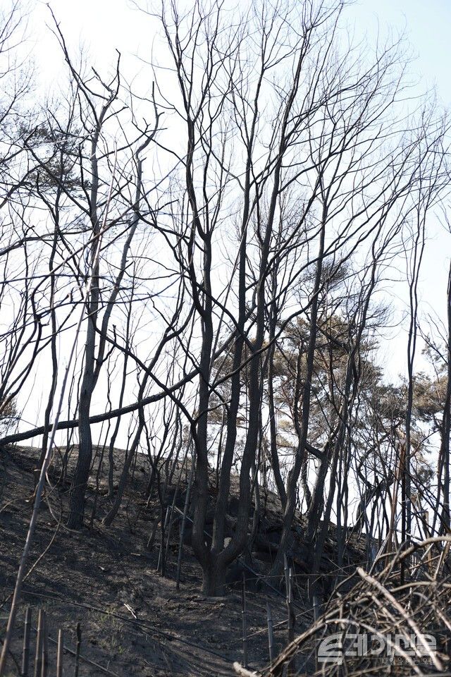 지난 4월 경북 안동 임하면 추목리의 임야에 불타고 남은 나무. ⓒ투데이신문