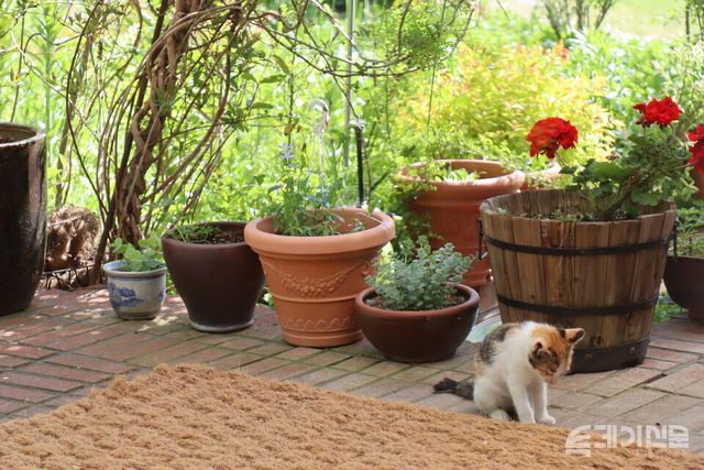 미술관 자작나무숲에서 관리하고 있는 화분들.&nbsp;ⓒ투데이신문