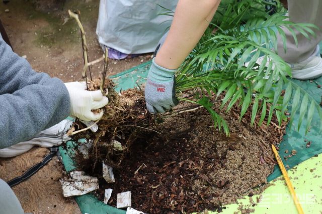 장제원씨와 동행한 테이블야자가 분갈이 수술을 받고 있다. ⓒ투데이신문<br>
