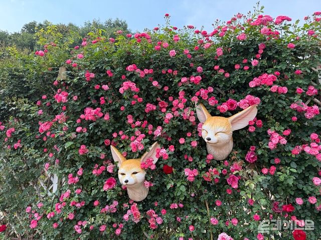 국내 꽃축제의 효시로 꼽히는 에버랜드 장미축제가 40주년을 맞이해 재단장한 가운데 많은 관광객들이 발길이 끊이지 않고 있다. ⓒ투데이신문