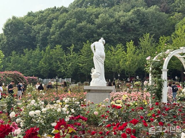 에버랜드 장미축제는 지난 1985년 국내 최초로 시작된 꽃 축제로 단순한 정원 관람을 넘어 예술과 문화과 어우러진 복합 문화 축제로 진화해 왔다. ⓒ투데이신문