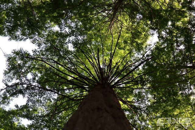 하늘로 향해 솟은 화인산림욕장의 거대한 상록수.&nbsp;ⓒ투데이신문