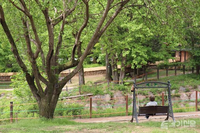 용문사를 향하는 산책로의 나무 아래 놓인 흔들의자에 한 시민이 앉아 있다. ⓒ투데이신문<br>