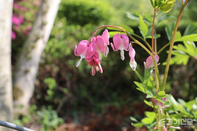 미술관 자작나무숲에 심긴 금낭화.&nbsp;ⓒ투데이신문