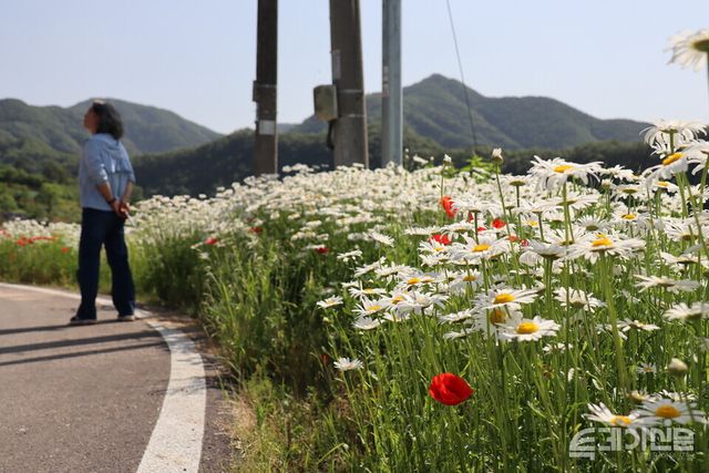 옥천 안남면 미산마을의 향수 500리 길의 풀꽃과 산이 어우러진 전경.&nbsp;ⓒ투데이신문