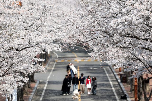 지난 4월 3일 대구 달서구 소재 한 대학교 캠퍼스에서 학생들이 만개한 벚꽃을 구경하고 있다. [사진제공=뉴시스]<br>