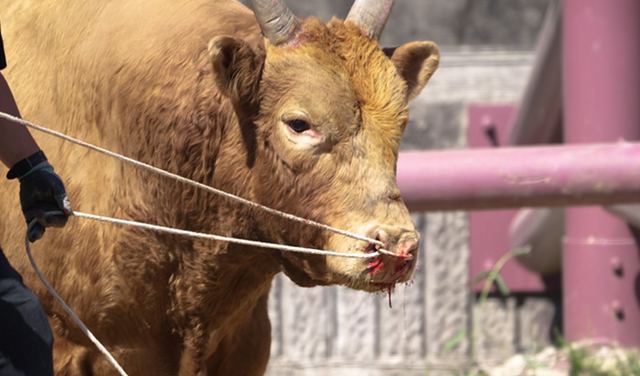 소싸움경기에 동원된 수컷 소의 코에서 피가 흐르고 있다. [사진제공=동물해방물결]