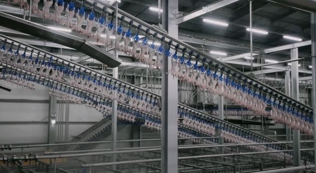 전라북도 익산에 소재한 하림의&nbsp;‘닭고기 종합처리센터’. 방금 도계된 닭이 찬 공기를 맞으며 약 7㎞나 되는 레일을 200분 동안 돈다. 이를 에어칠링(공기 냉각)이라고 하는데, 41℃의 육심 온도를 2℃까지 낮춰 박테리아 증식을 막는다. [사진=하림]