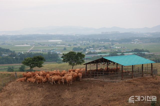 충청남도 서산시 운산면에 위치한 농협경제지주 한우개량사업소가 보유한 초지에 번식우들이 모여있다. ⓒ투데이신문