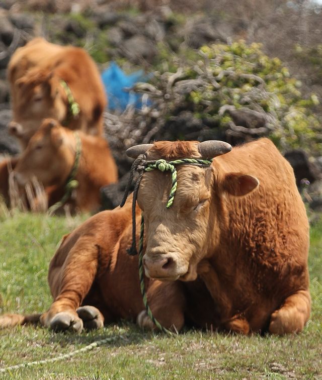 지난 4월 7일 제주 서귀포시 대정읍의 한 농로 옆에서 한우가 낮잠을 자고 있다. [사진제공=뉴시스]