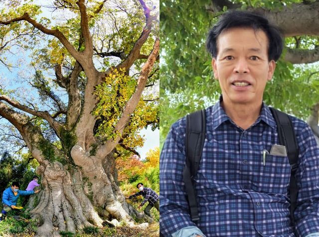 좌 = 고성 금산리 팽나무, 우 = 박정기 곰솔조경 대표. [사진제공=박정기 대표]<br>