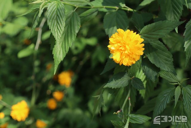 미술관 자작나무숲에서 촬영한 노란 메리골드. ⓒ투데이신문