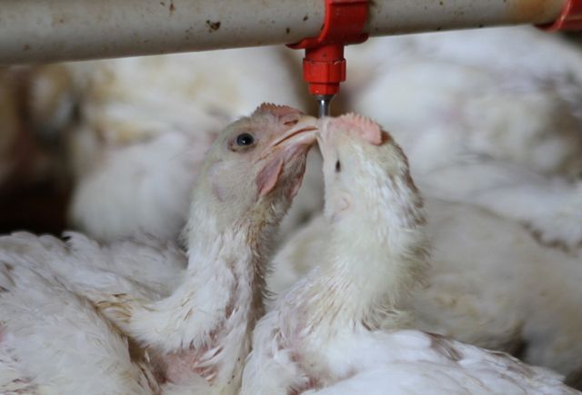 2019년 8월 무더위에 강원 화천 하남면 한 양계장에서 병아리들이 물을 먹고 있다. [사진제공=뉴시스]