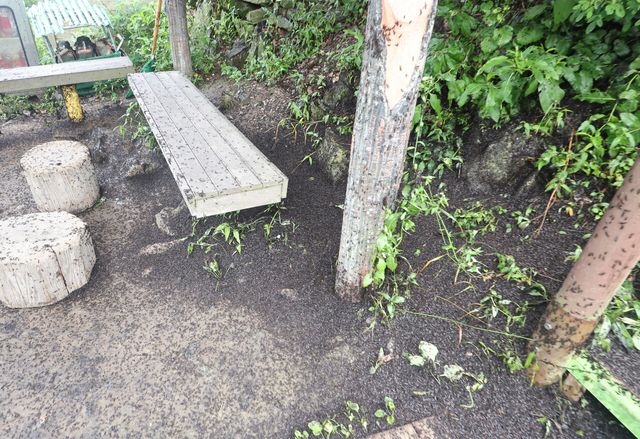 지난 30일 오전 인천 계양구 계양산 정상에 러브버그(붉은등우단털파리) 사체들이 등산로에 쌓여 있다. [사진제공=뉴시스]