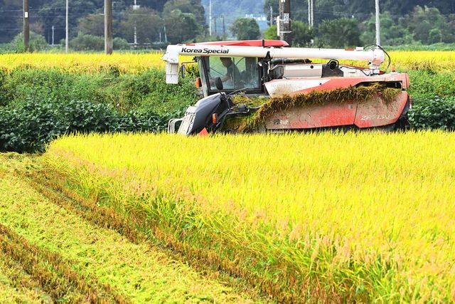 경기도 여주시 점동면의 한 들녘에서 한 농민이 콤바인으로 벼베기를 하고 있다. [사진=뉴시스]