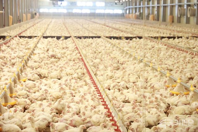 충남 천안시에 위치한 최승근씨의 육계농장 전경. ⓒ투데이신문