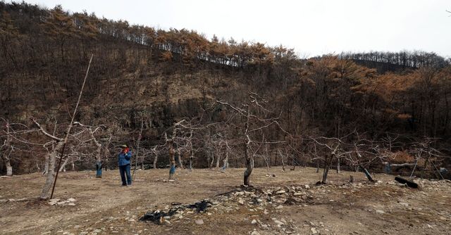 지난해 4월 경북 안동시 길안면 현하리 산불 피해 사과 농장에서 한 농장주가 불에 타 바짝 마른 사과 나무를 살펴보고 있다. [사진제공=뉴시스]