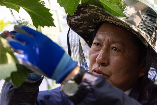 정청래 더불어민주당 대표가 8일 경북 상주시 모동면의 한 포도농장을 찾아 민생 현장체험의 일환으로 샤인머스캣 포도 순따기 작업을 하고 있다. [사진제공=더불어민주당]